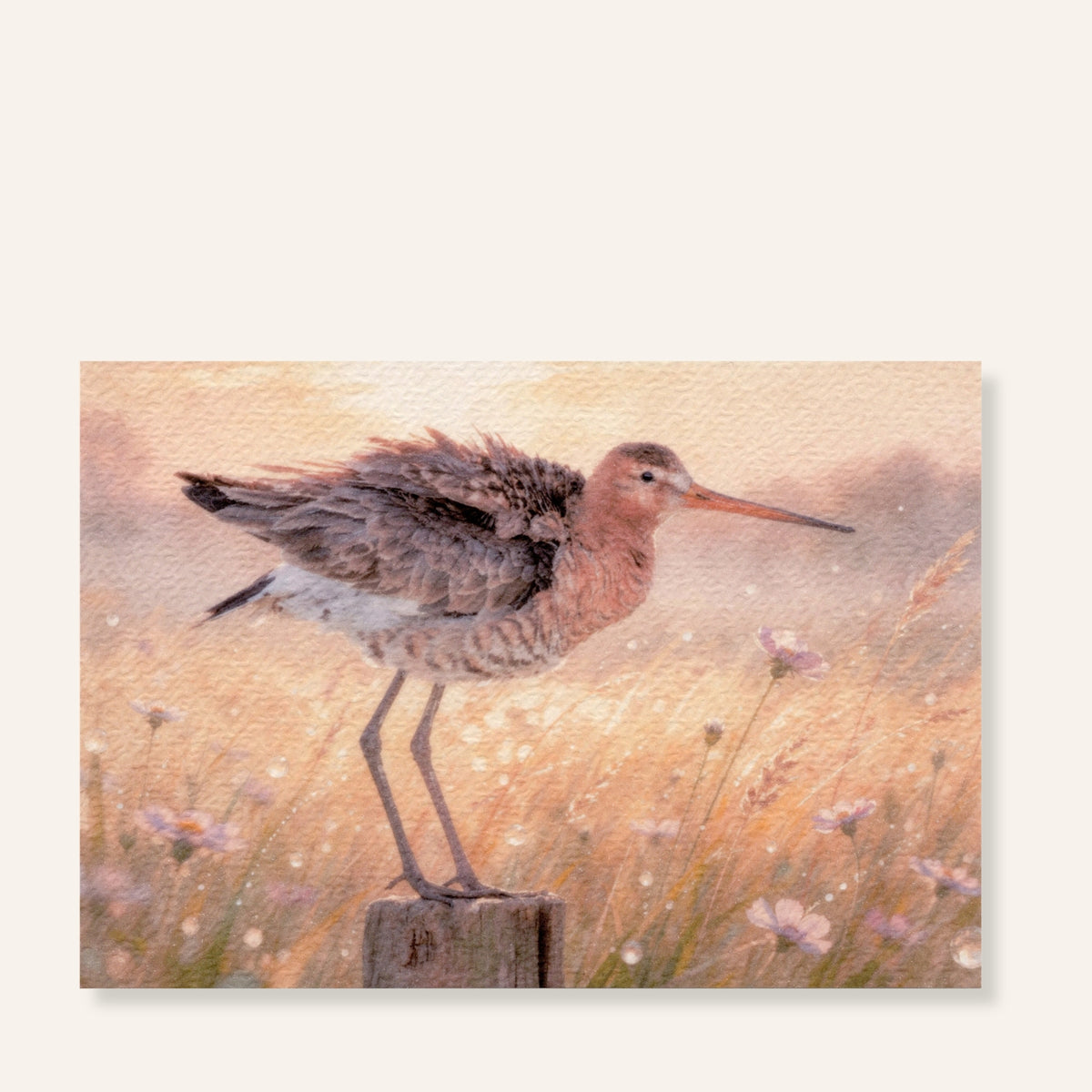 Ansichtkaart met een grutto in warm gouden avondlicht
