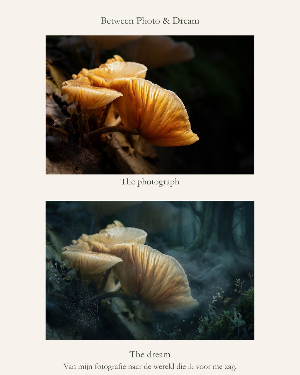 Between Photo & Dream, originele foto van porseleinzwammen naast het kunstwerk Into the Quiet Forest