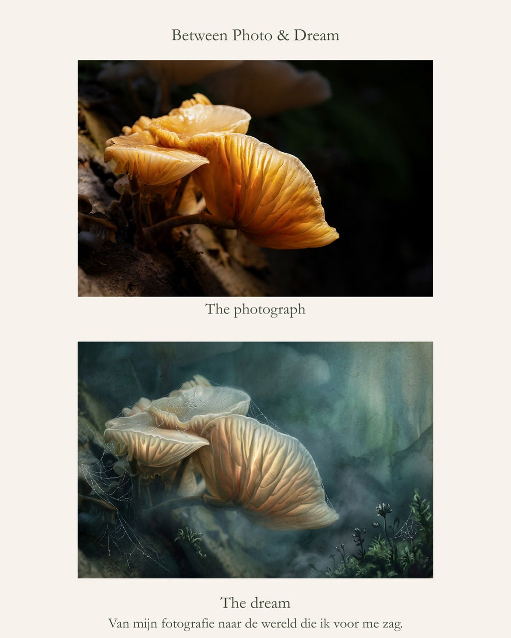 Between Photo & Dream, originele foto van porseleinzwammen naast het kunstwerk Whispers in the Blue Forest
