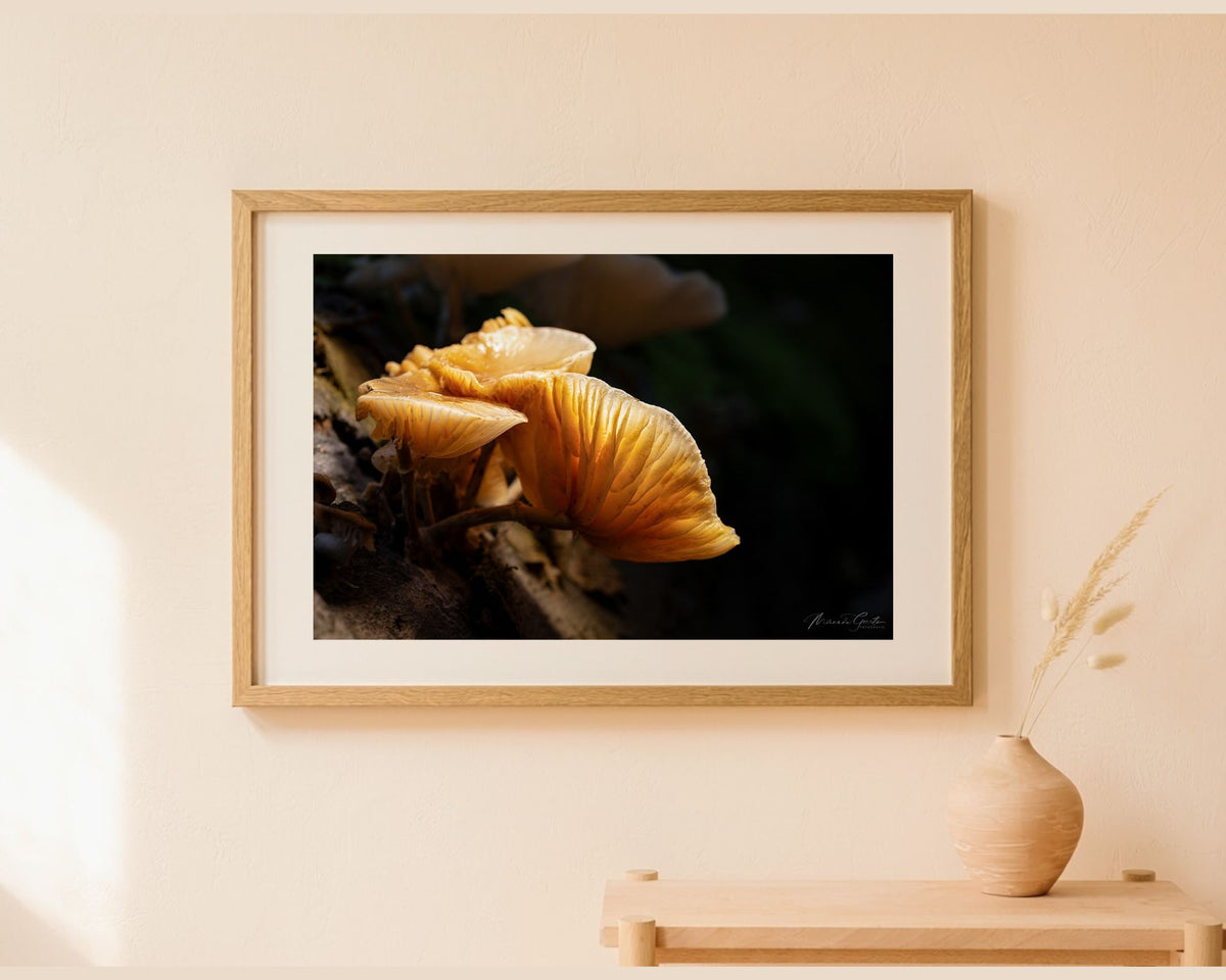 Golden Porcelain fotoprint met goudgele porseleinzwammen in warm boslicht, ingelijst aan een lichte muur