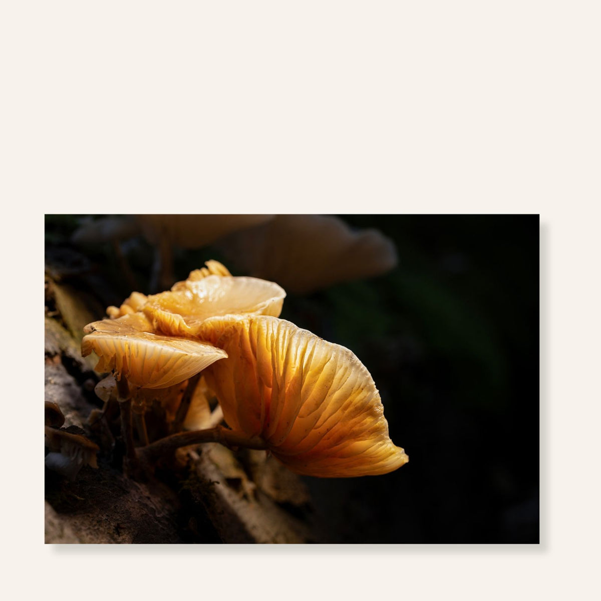 Golden Porcelain natuurfoto van goudgele porseleinzwammen in warm boslicht in de Oisterwijkse Bossen en Vennen