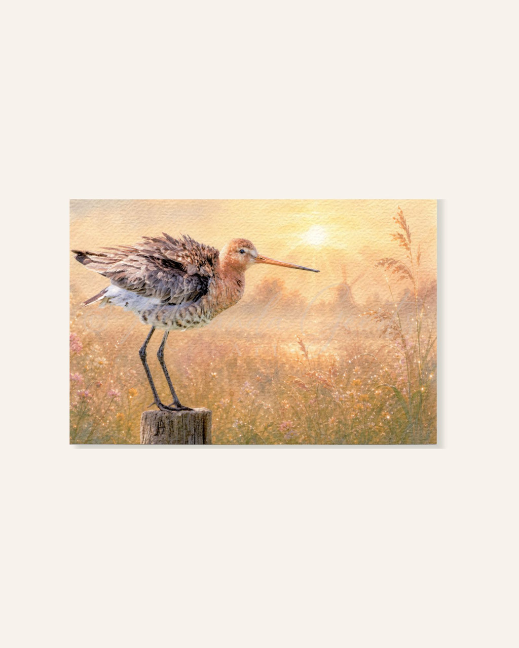 Schilderachtige ansichtkaart met een grutto in een goudkleurige weide bij zonsondergang