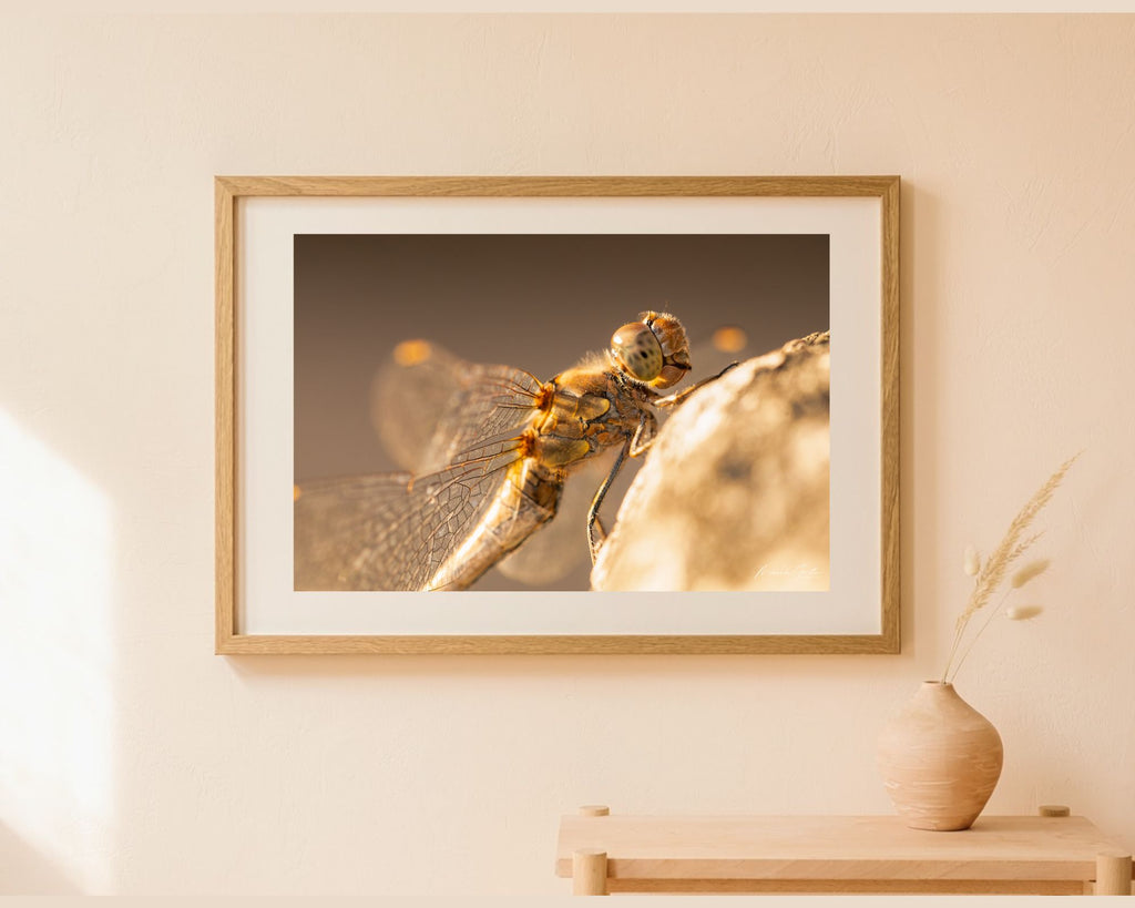 Ingelijste fotoprint van een libel in warm zonlicht als wanddecoratie