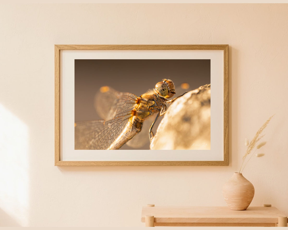 Ingelijste fotoprint van een libel in warm zonlicht als wanddecoratie