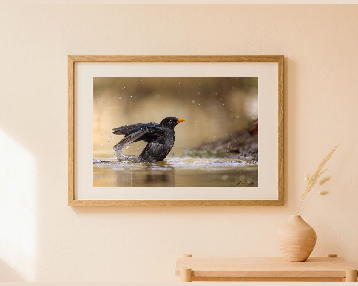 Ingelijste fotoprint van een badderende merel als wanddecoratie