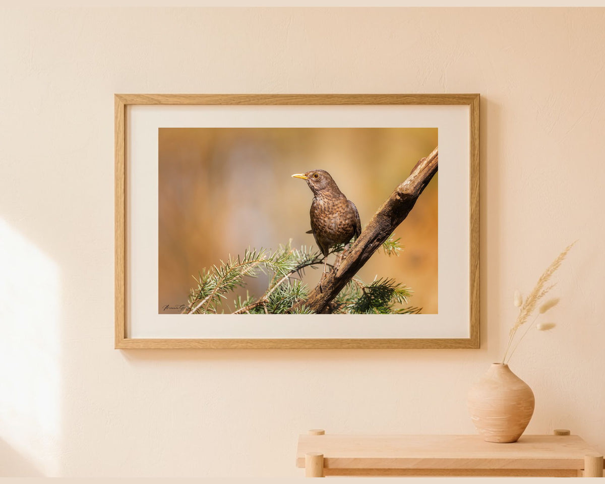 Ingelijste fotoprint van een merel in warm licht als wanddecoratie