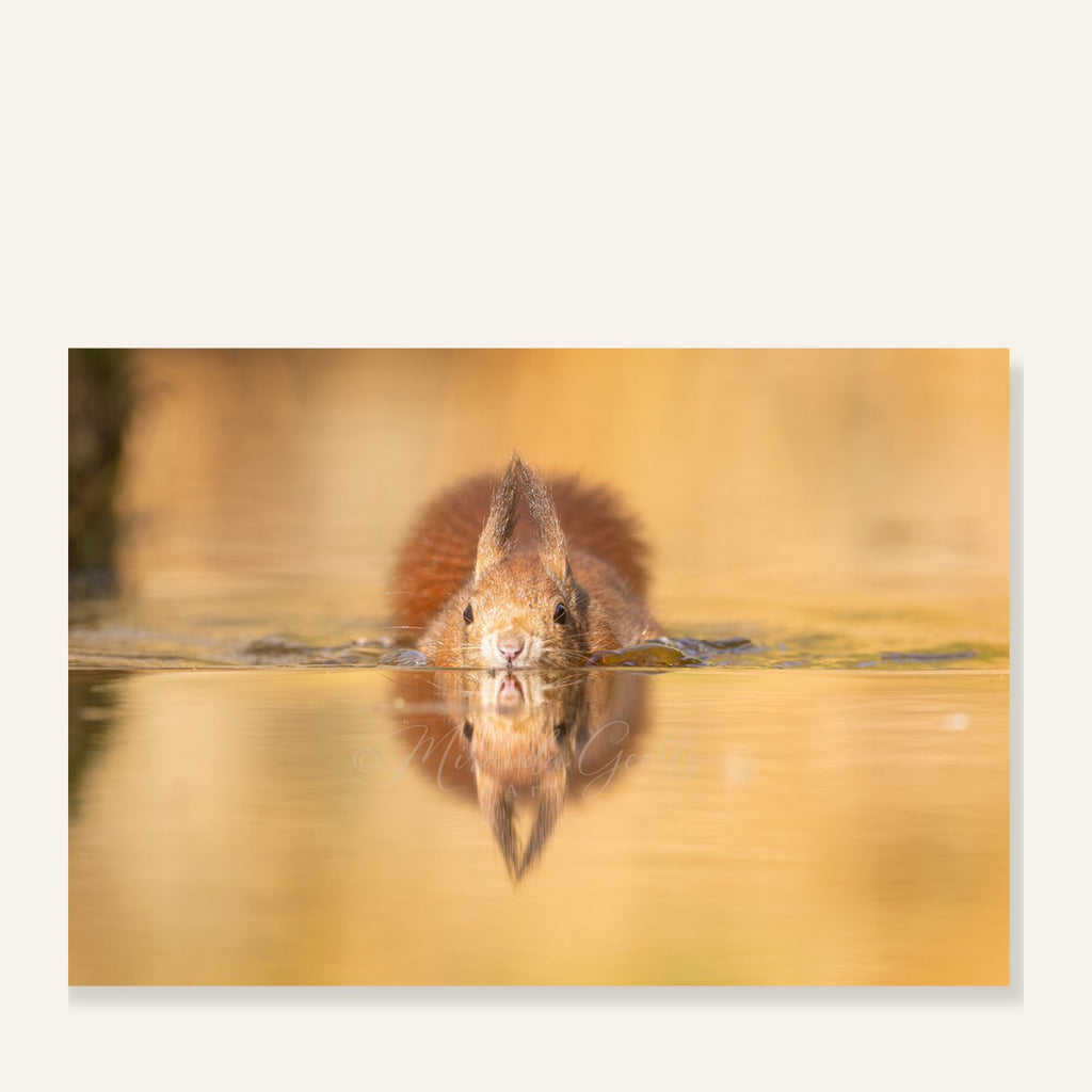 Rode eekhoorn aan de waterkant met spiegelbeeld in het water