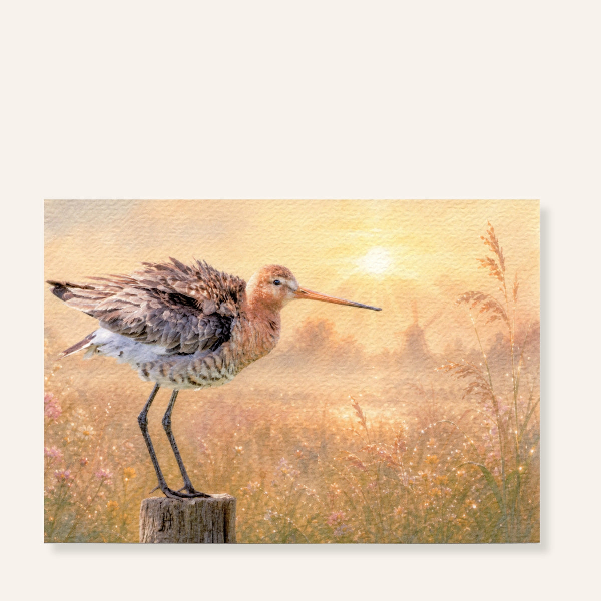 Schilderachtige ansichtkaart met een grutto in een goudkleurige weide bij zonsondergang