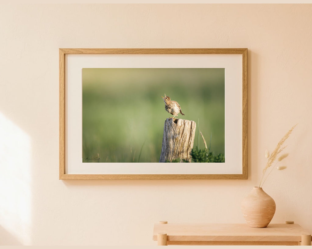 Ingelijste fotoprint van een zingende graspieper als wanddecoratie