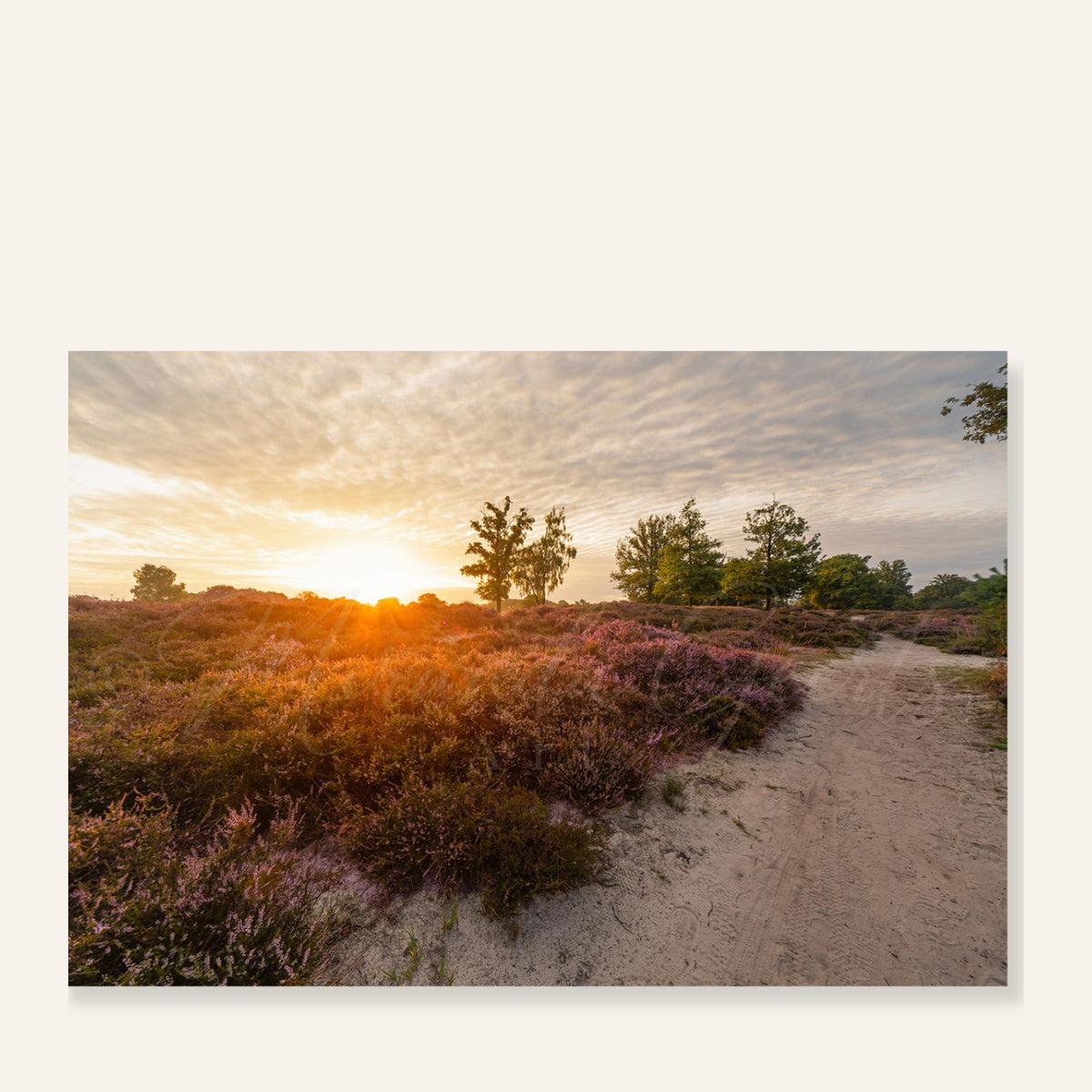 Zonsondergang boven bloeiende paarse heide met een zandpad
