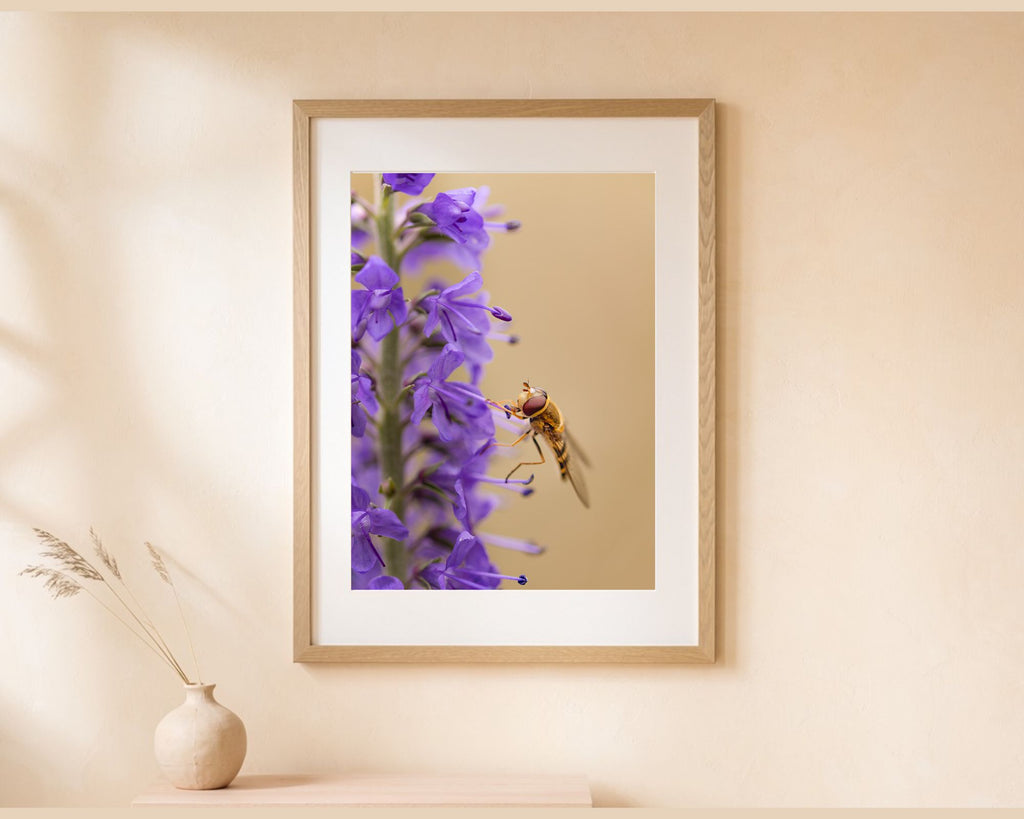 Ingelijste fotoprint van een zweefvlieg tussen paarse bloemen als wanddecoratie