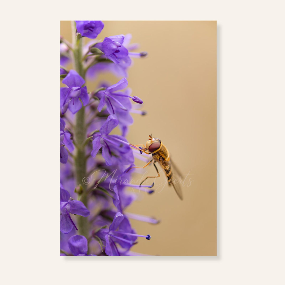 Zweefvlieg tussen paarse bloemen van dichtbij gefotografeerd