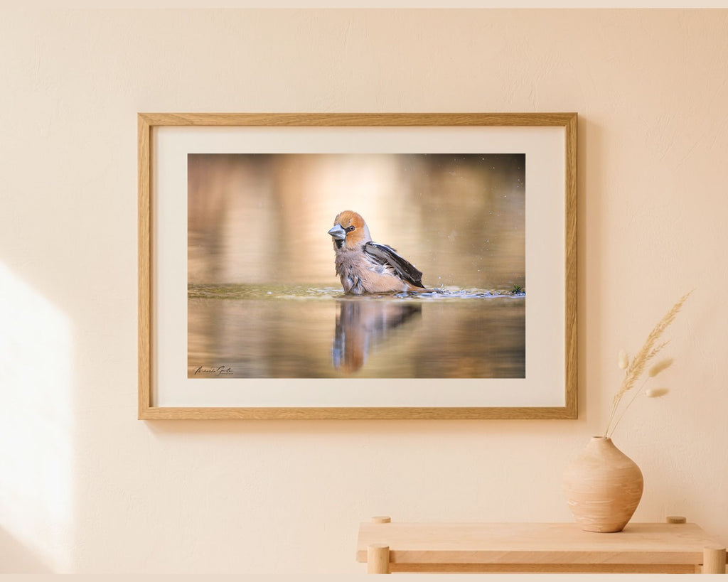 Appelvink in bad | Fotoprint