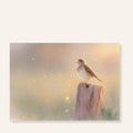 Golden Dawn ansichtkaart met zingende graspieper op houten paal in zacht gouden ochtendlicht