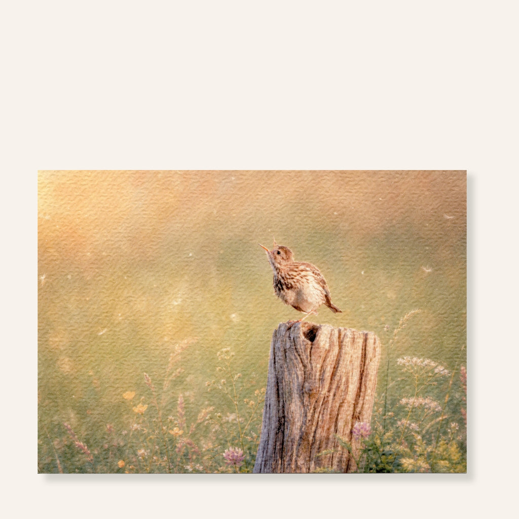 Graspieper ansichtkaart Meadow Light met zingende vogel tussen zachte grassen in warm weidelicht
