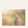 Graspieper ansichtkaart Morning Light met vogel in warm ochtendlicht