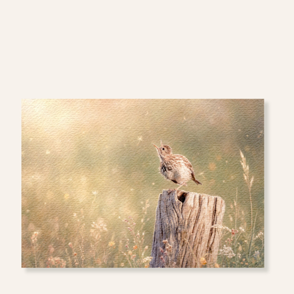 Graspieper ansichtkaart Morning Light met vogel in warm ochtendlicht